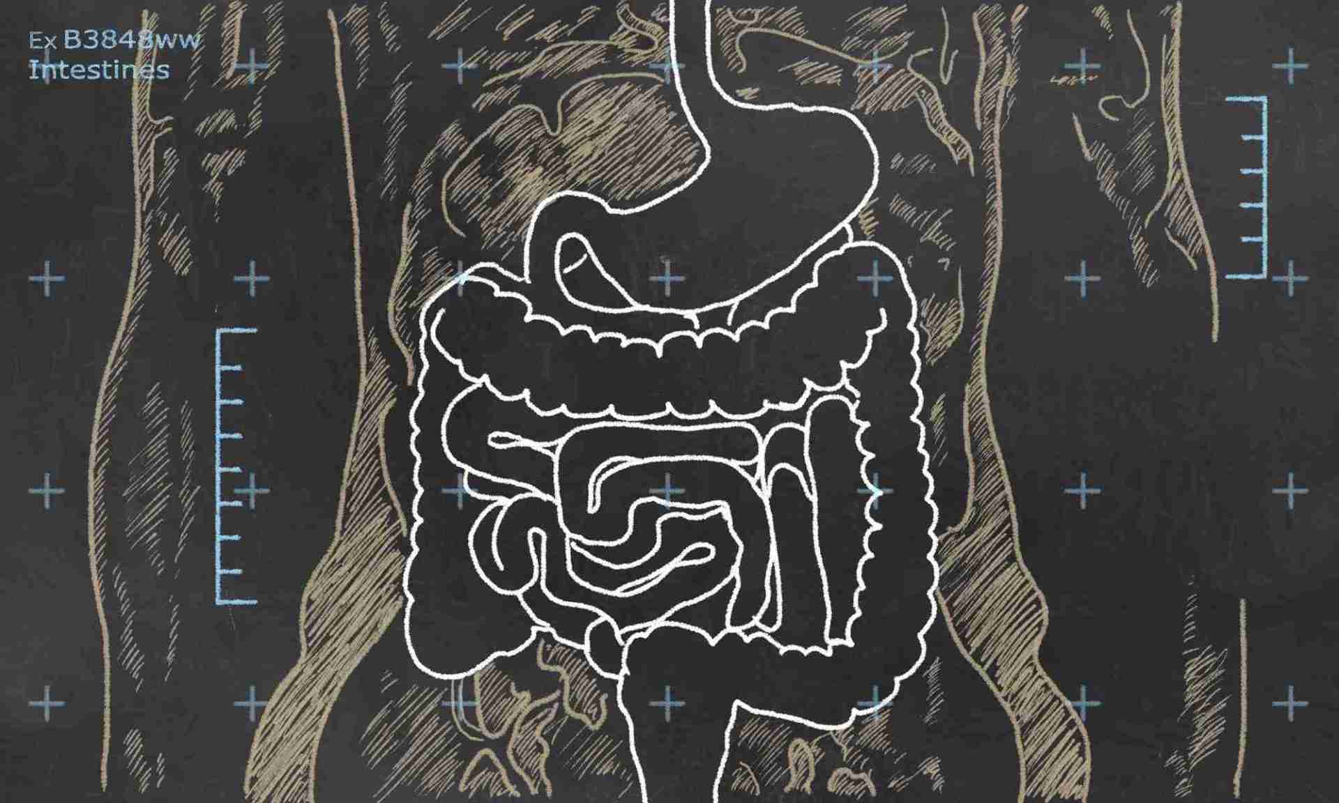 Unlocking The Keys to Digestion - Part 2: Lower GI