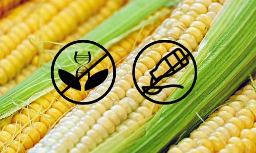 The Problem With GMO Corn Syrup