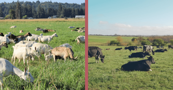 Why is goat milk better than cow’s milk?