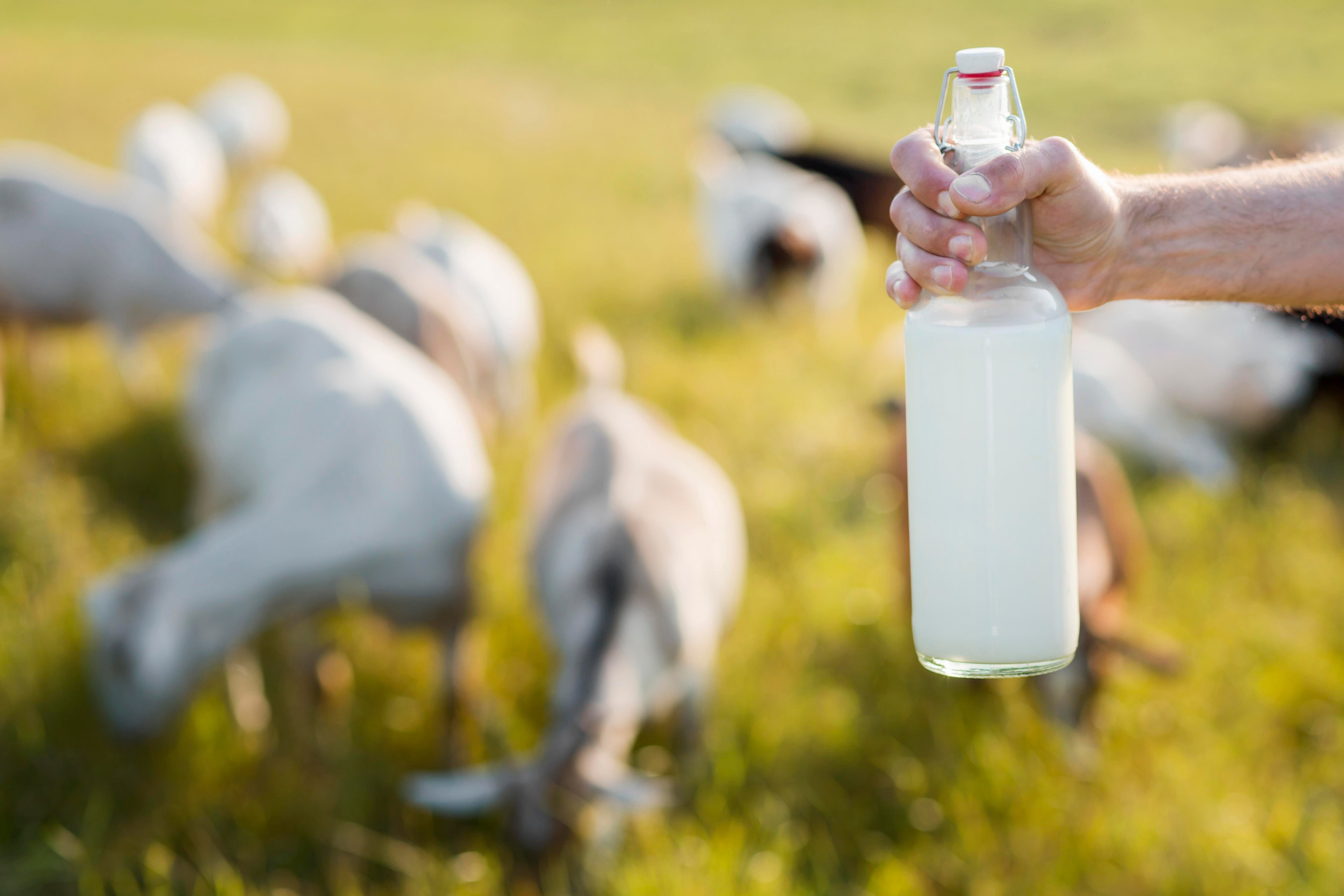 5 Reasons to Switch to Goat Milk (And Why It’s a Game-Changer for Your Health!)