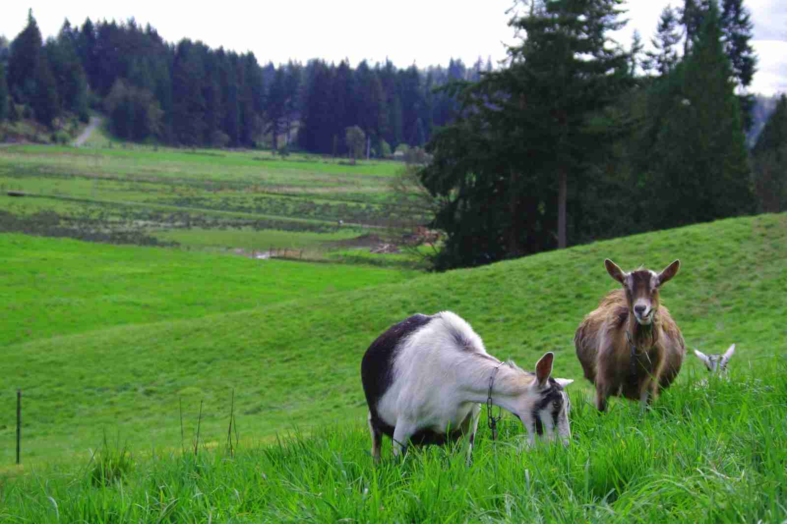 Goat Milk Benefits vs. Cow Milk