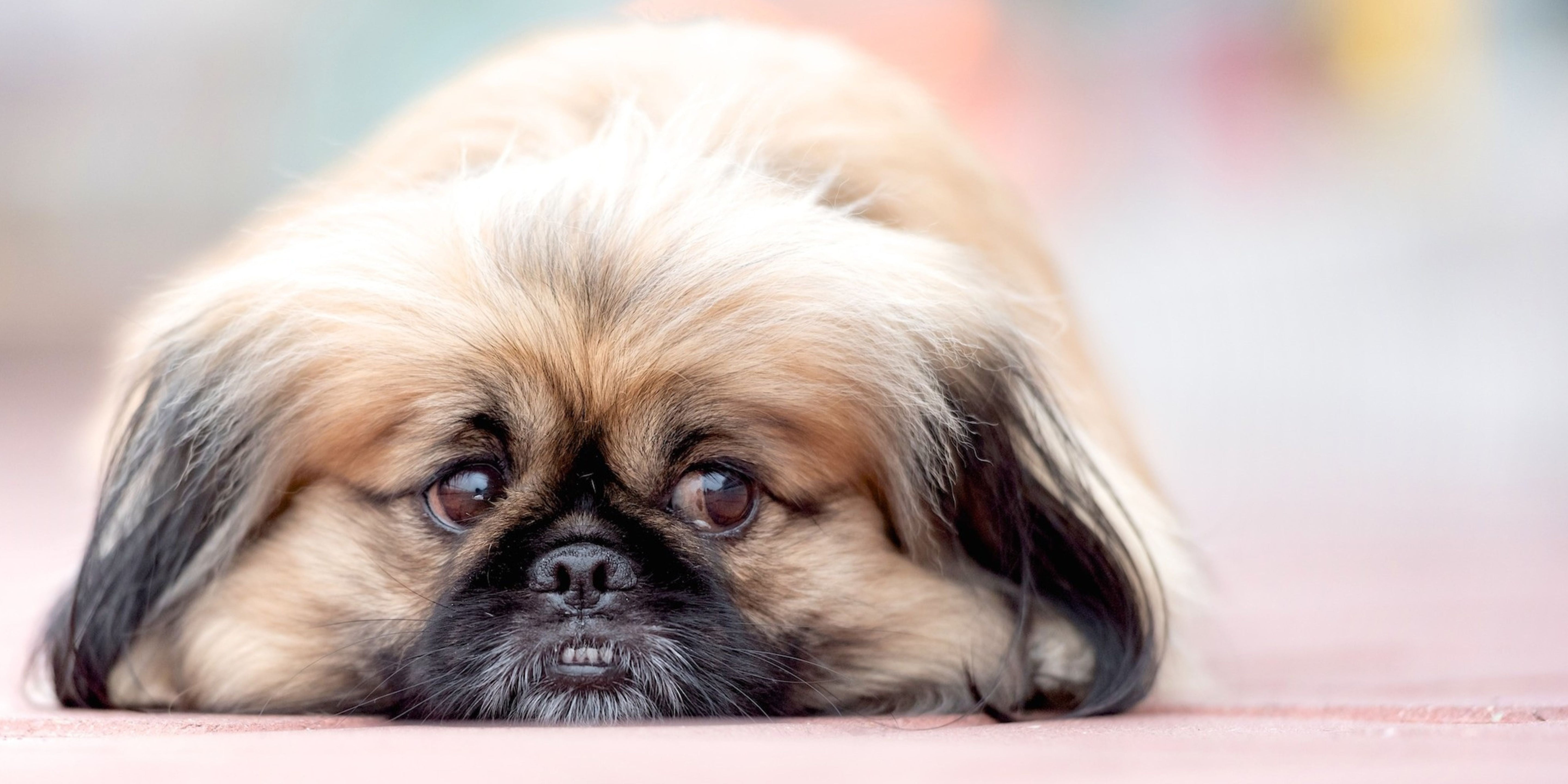 The Healing Power of Goat Milk... For Dogs and Cats