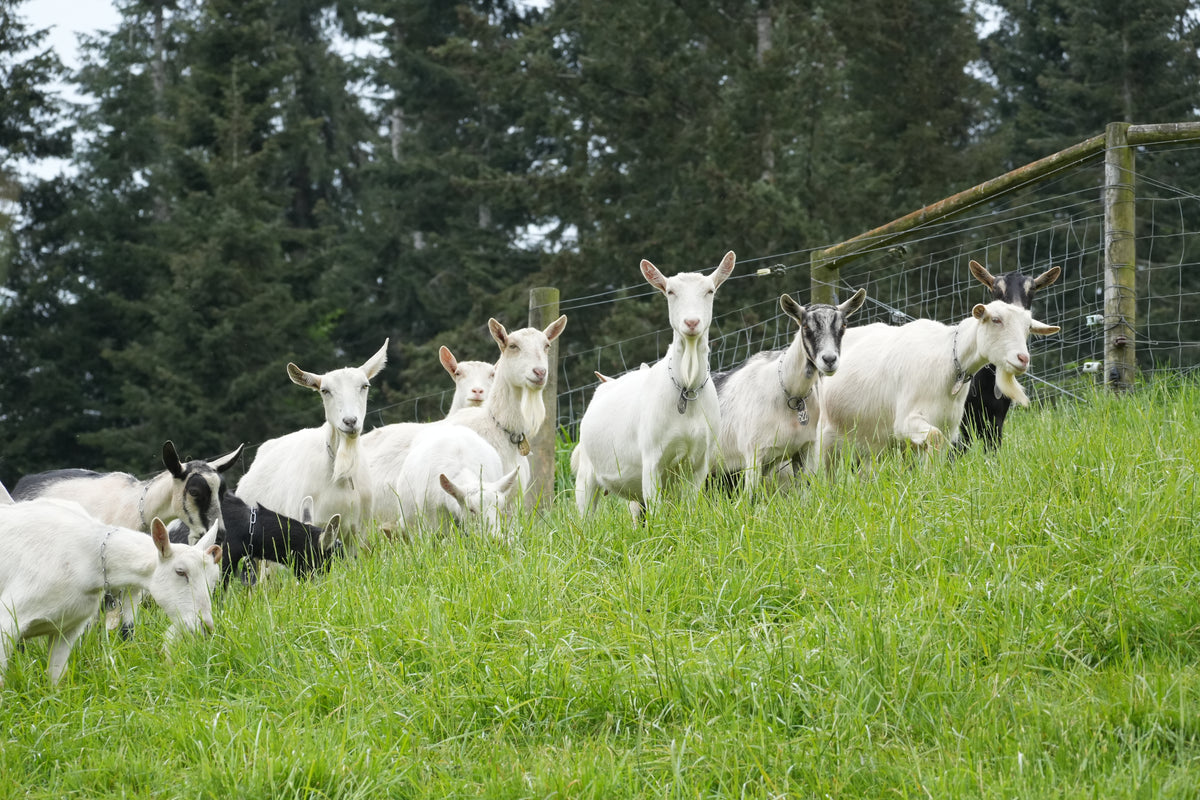 Mt. Capra farm in Washington State
