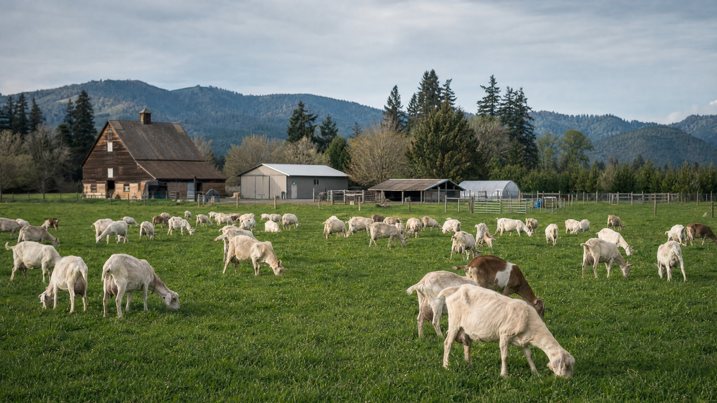 Mt. Capra farm in Washington State