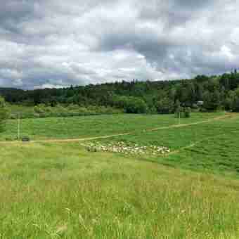 pastured goats - managed intensive grazing